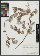 Foto von Salix alba subsp. micans (Andersson) Rech. f.